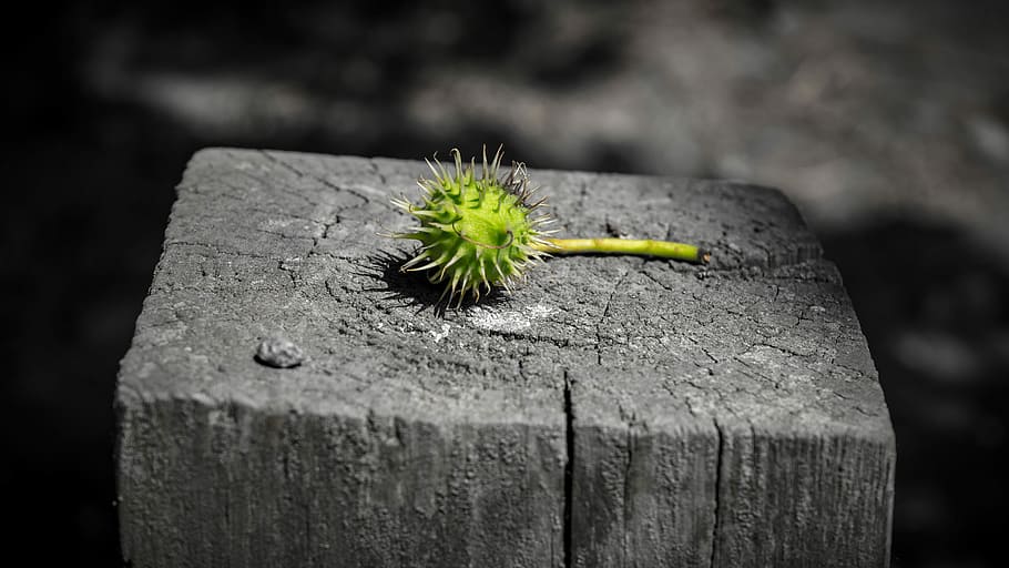 seed on gray wooden panel, chestnut, green, spur, prickly, background image HD wallpaper