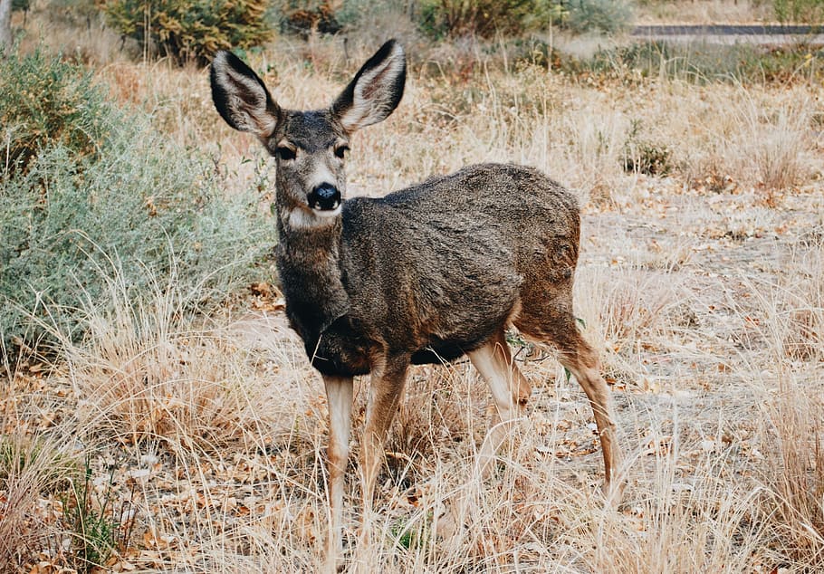 Zion Deer, deer on fields, wild, brown, fur, grass, animal themes HD wallpaper
