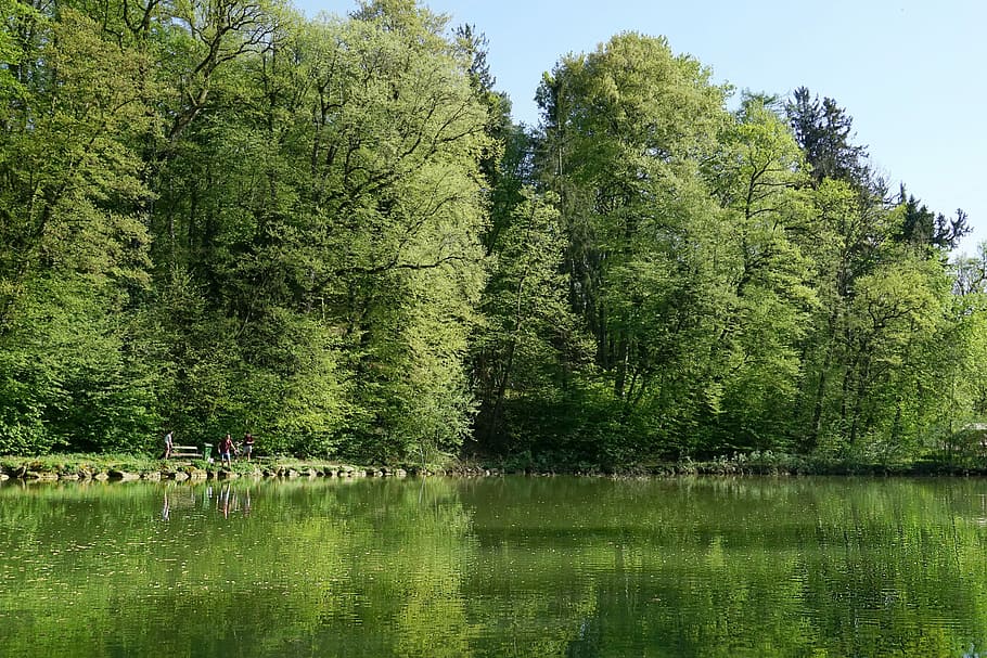 green trees near body of water, nature, forest, spring, landscape HD wallpaper