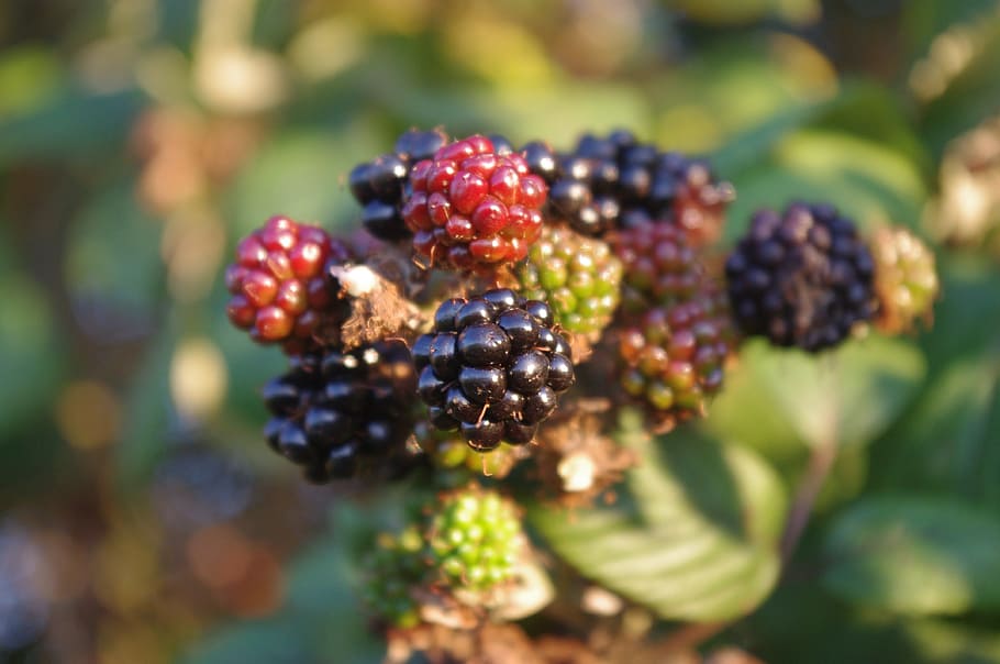 Blackberries, Fruit, Fall, autumn, harvest, blackberry, season HD wallpaper