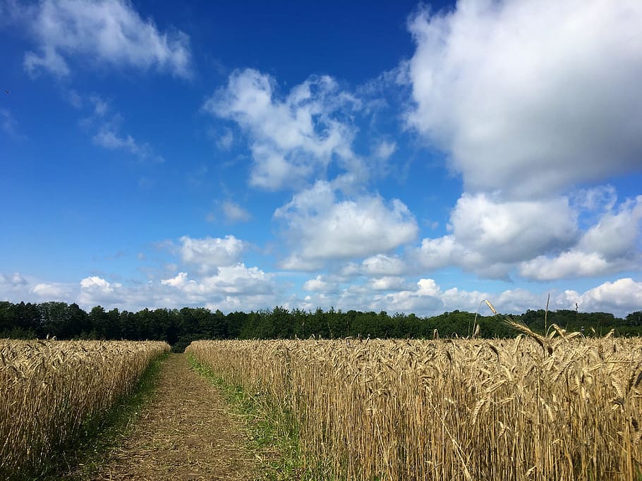 field, ray, sky, nature, landscape, agriculture, meadow, outdoor HD wallpaper