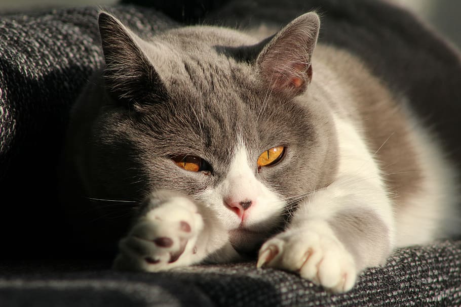 short-furred gray and white cat proning on gray textile, mieze HD wallpaper