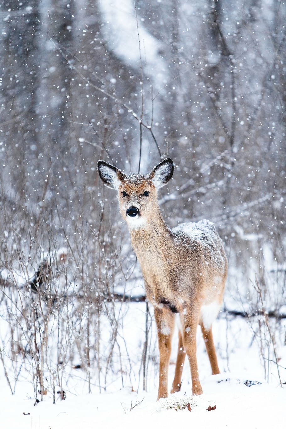 brown deer on snowfield at winter, white, cold, weather, ice HD wallpaper