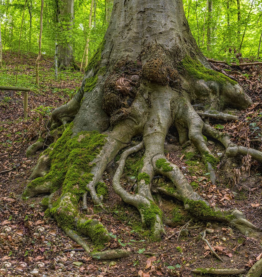 gray tree roots, Forest, Nature, Moss, Log, green, old, overgrown HD wallpaper