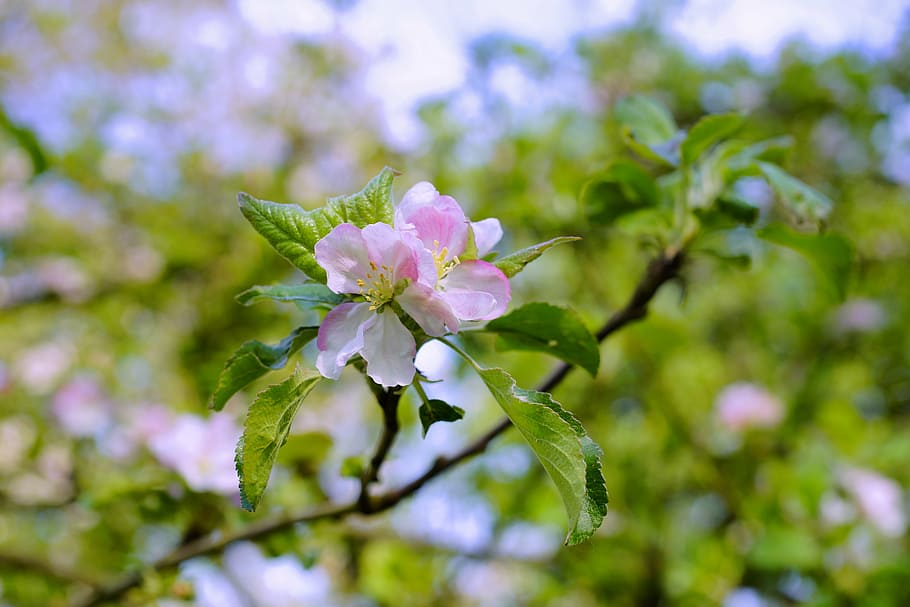 HD wallpaper: selective focus photography of pink cherry blossoms