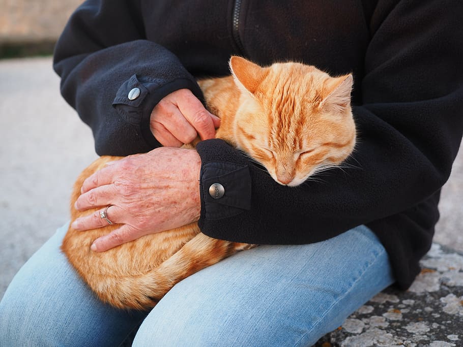 person carrying orange tabby cat, red, red cat, kitten, red mackerel tabby