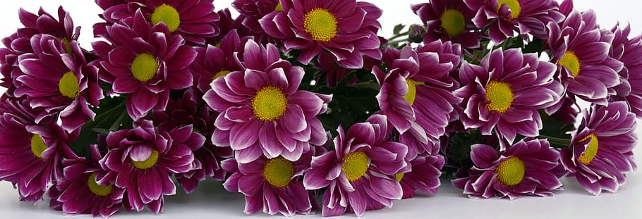 closeup photo of purple chrysanthemum flowers on white surface, HD wallpaper