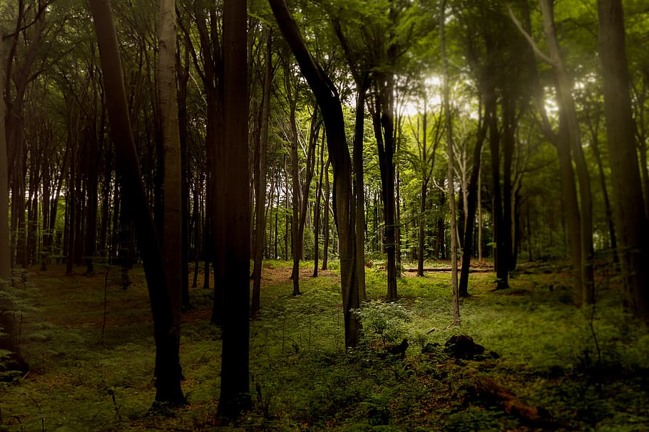 forest, nature, green, tree, view, konary, landscape, park HD wallpaper