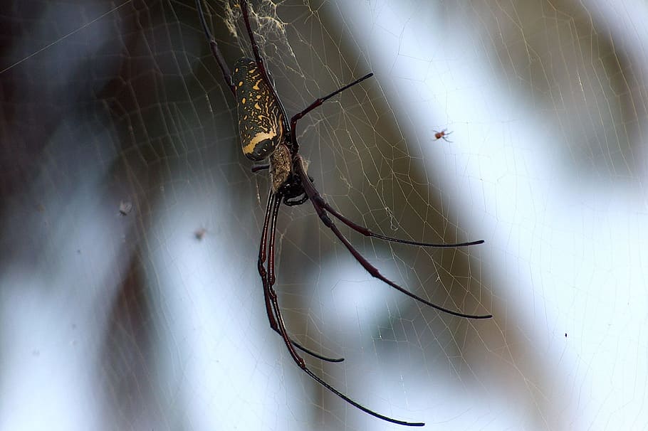 Spider, Tropics, Insect, one animal, animal themes, no people HD wallpaper