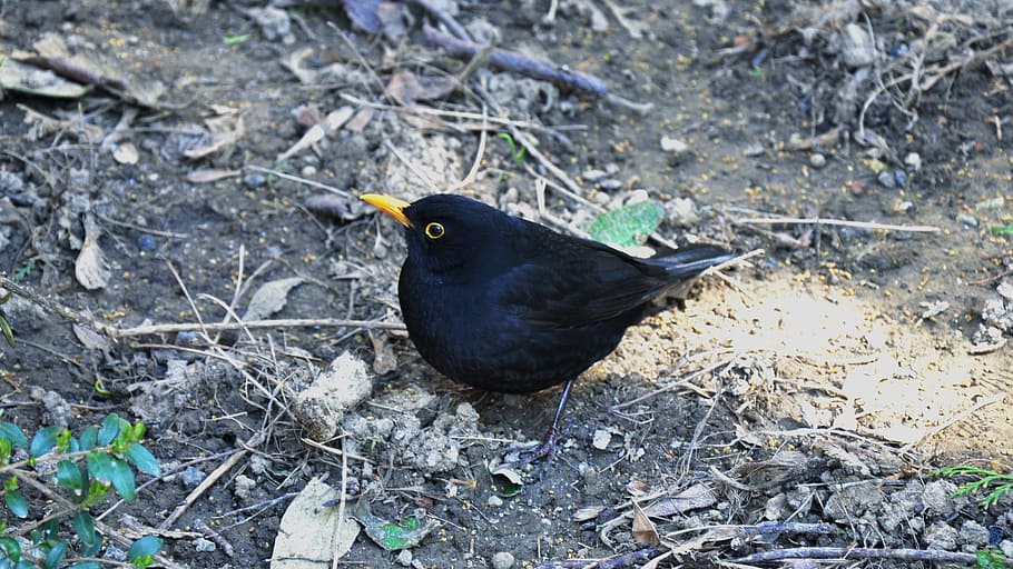 spring, bird, thrush, animal, animal themes, animal wildlife HD wallpaper