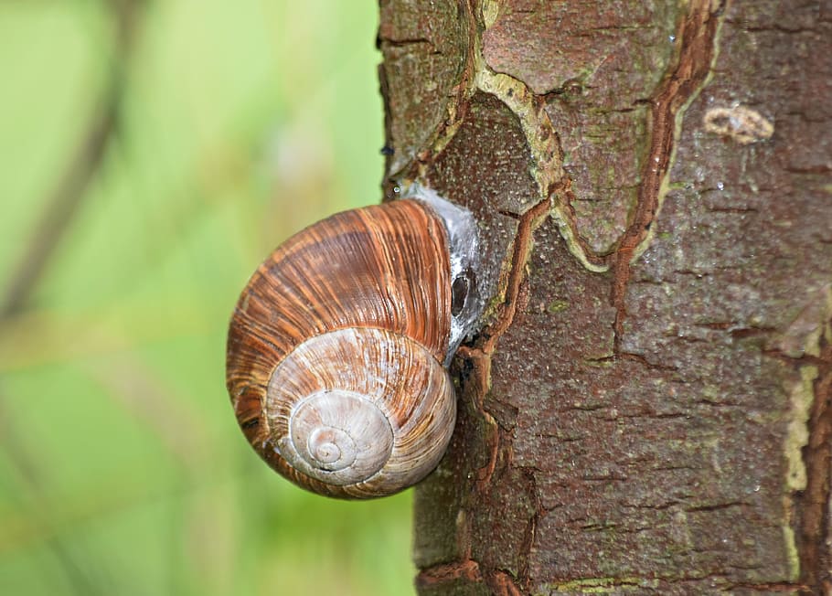 snail, shell, tree, rain, the creation of, scallop, seashell HD wallpaper