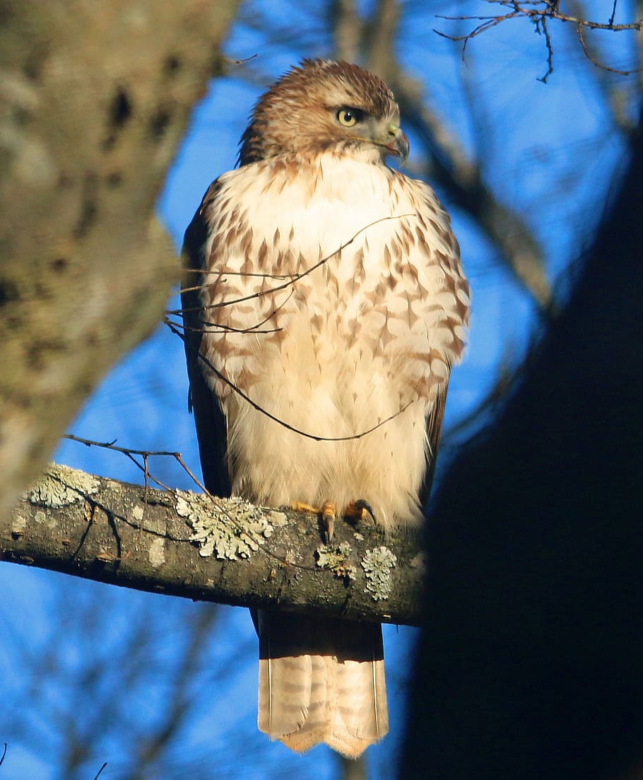 Hawk, Sharp Shinned, Mean, Raptor, wildlife, bird, animal, nature HD wallpaper