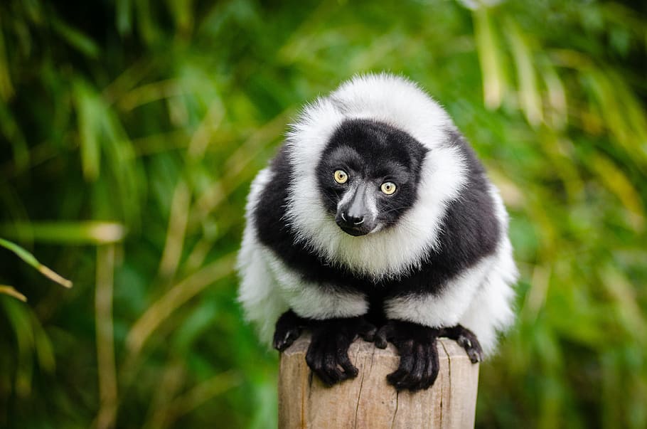 animal on pole, lemur, madagascar, primate, funny, curious HD wallpaper