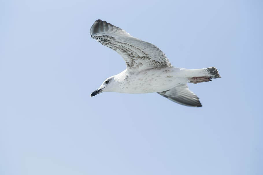 seagull, bird, background, peace, blue, nature, animal, sky HD wallpaper