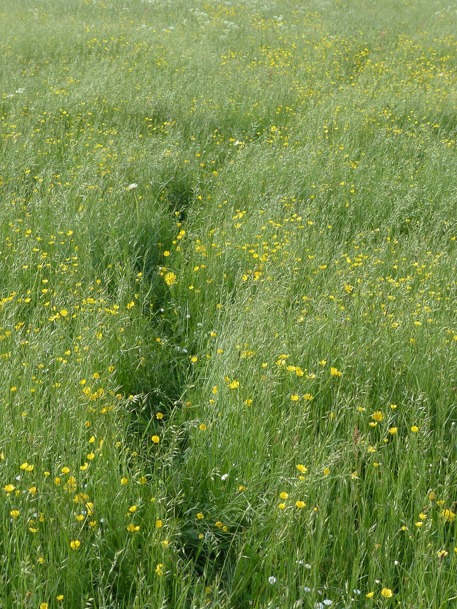 meadow, flower meadow, spring, trace, away, path, grass, lard flowers HD wallpaper