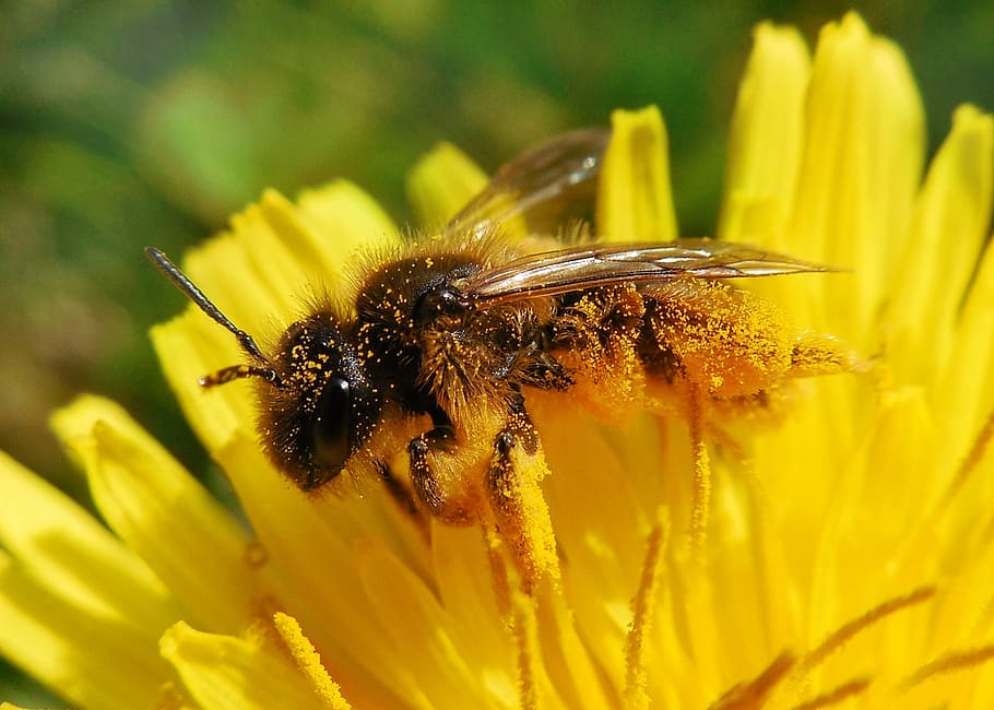 bee, dandelion, pollen, summer, insect, animal themes, flower HD wallpaper