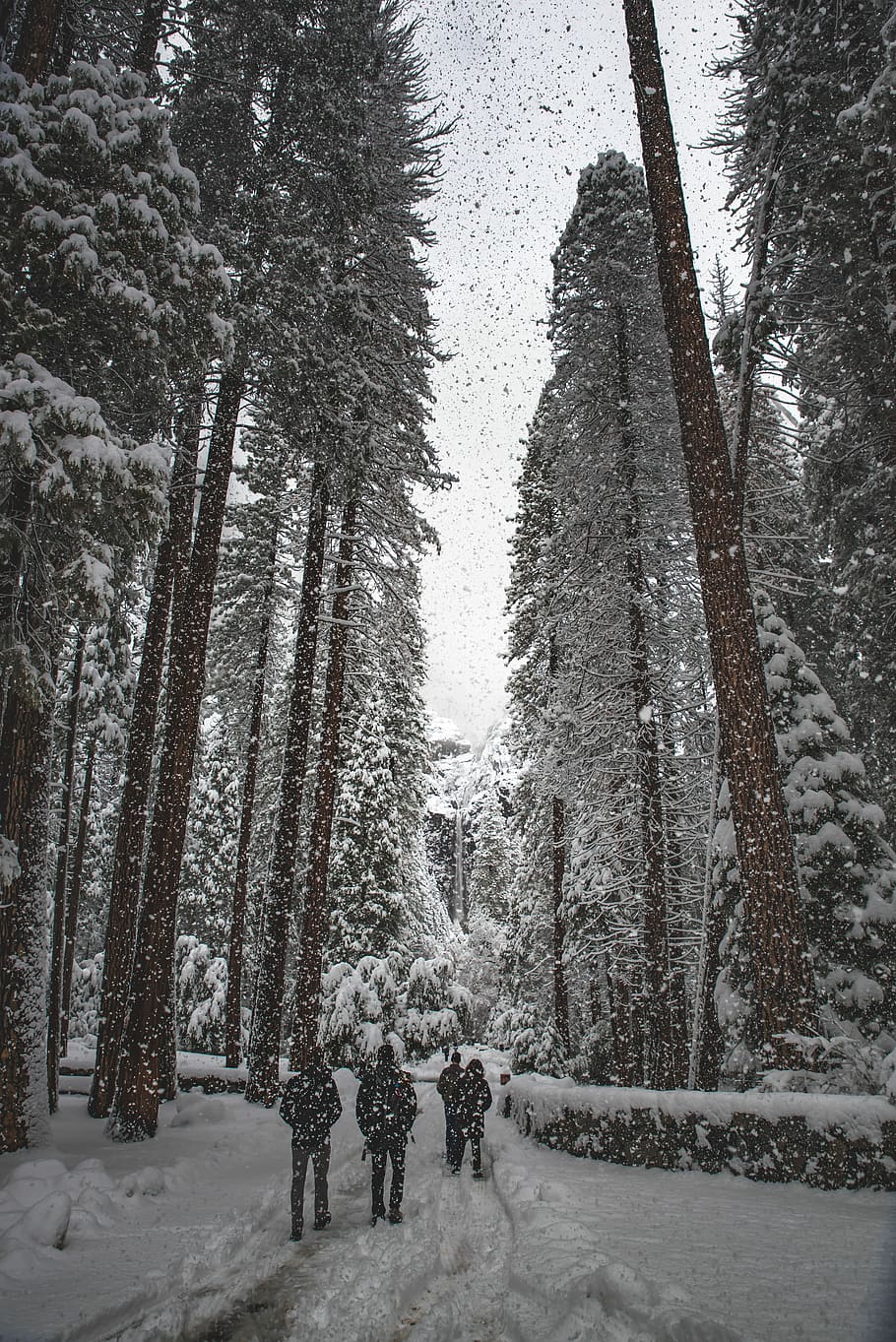 people walking though snow weather, people walking inside forest with snow-covered trees HD wallpaper