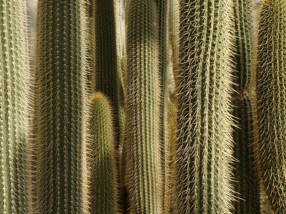 cactus, prickly, forest, plant, sting, cactaceae, pattern, backgrounds HD wallpaper