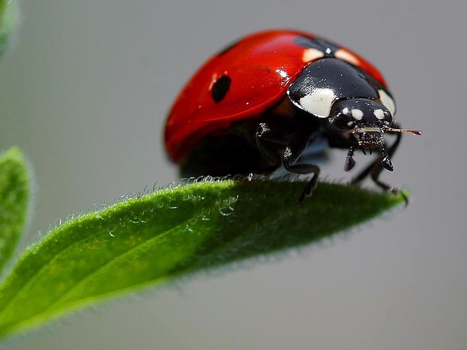 red ladybug on green leaf closeup photography, macro, ladybugs HD wallpaper