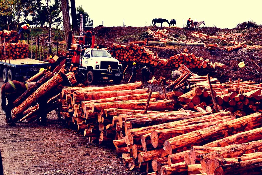 trees, tala, cut, log, wood, large group of objects, timber HD wallpaper
