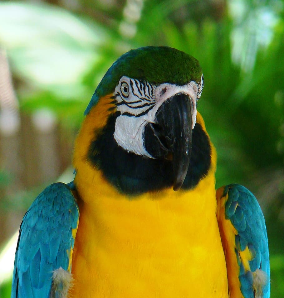 macaw, parrot, ara, bird, tropical, blue, yellow, nature, costa rica HD wallpaper