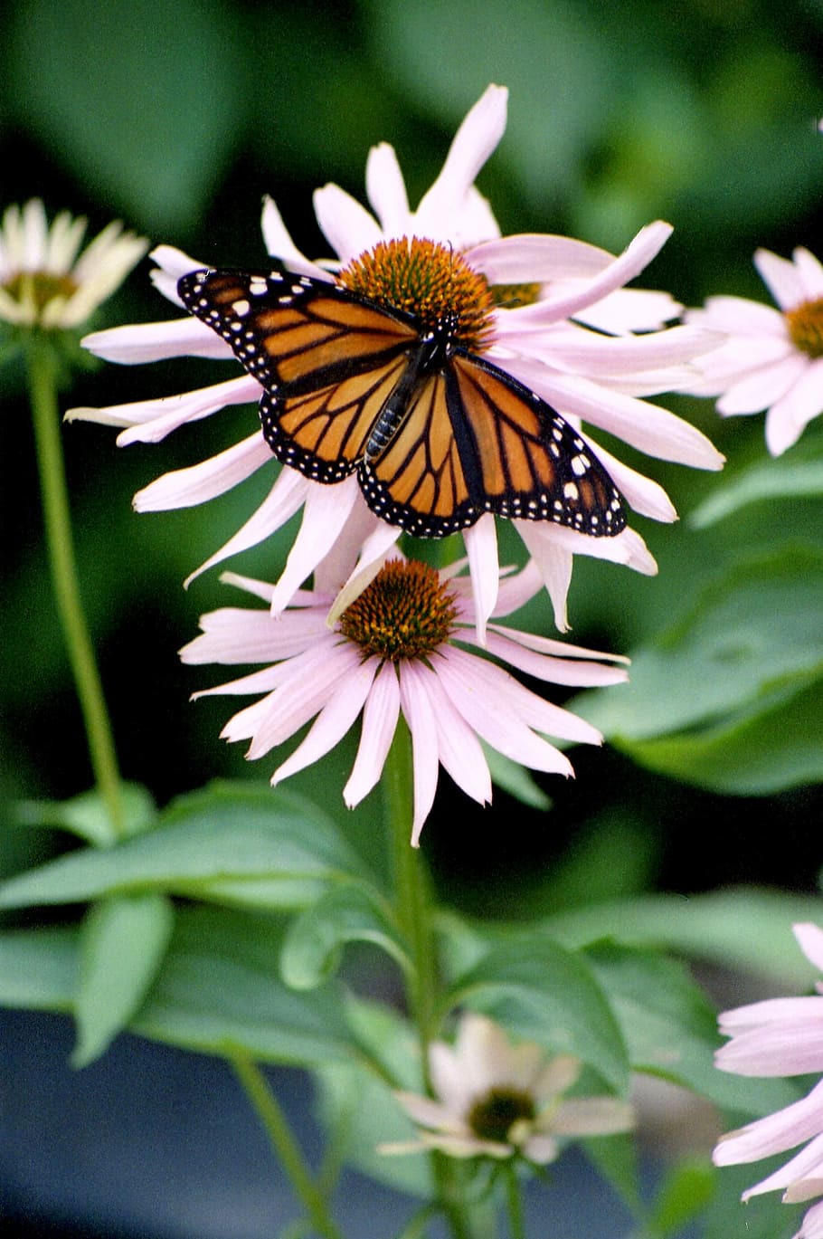 Butterfly, Insect, Monarch, flower, one animal, fragility, petal HD wallpaper
