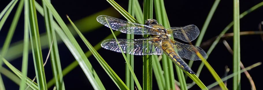 macro photography of dragonfly, Wing, Insect, Nature, flight insect HD wallpaper