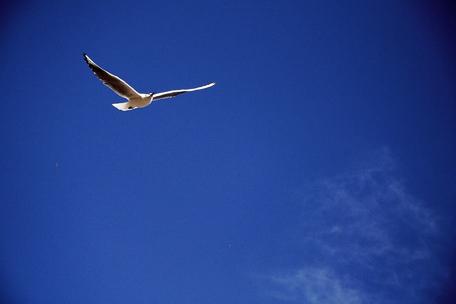 Tabitha, Seagull, Flight, Wing, new, sky, nature, animal, flying HD wallpaper