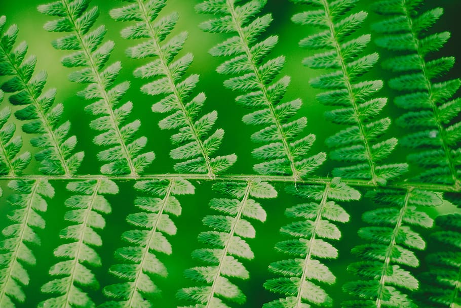 closeup photography of green leaf plant, macro photography of green leafed plant HD wallpaper