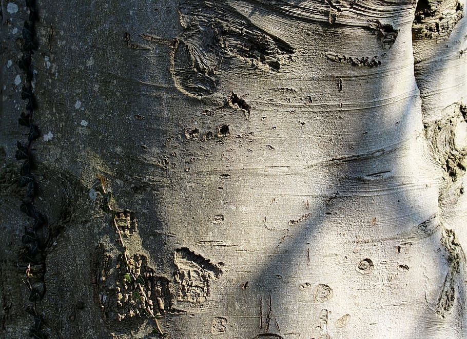 tree, beech, log, ivy, sunlight, detail, close, backgrounds HD wallpaper