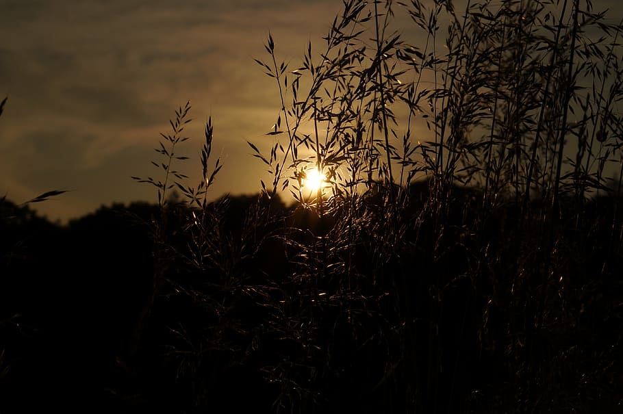 grass, sunlight, silhouette, sunset, nature, plants, shine HD wallpaper