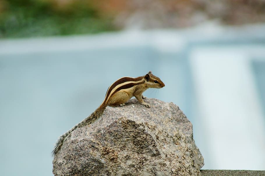 HD wallpaper: squirrel, wildlife, squirrels, outdoors, park, simple