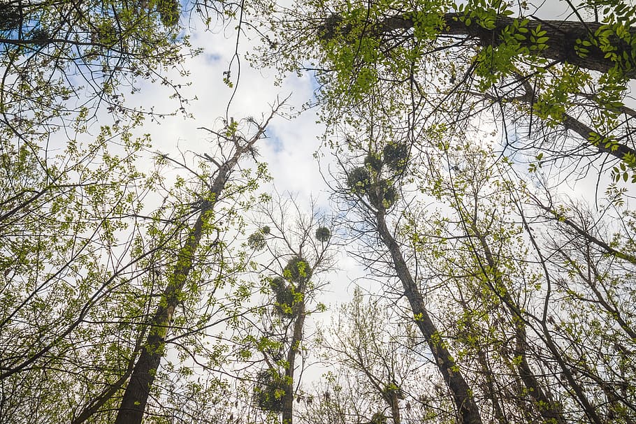forest, tree, trees, nature, green, wood, outdoor, wild, ecology HD wallpaper