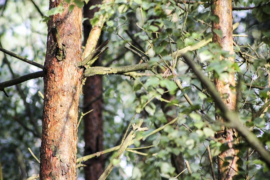 tree, forest, trunk, the bark, branches, foliage, konary, plant HD wallpaper