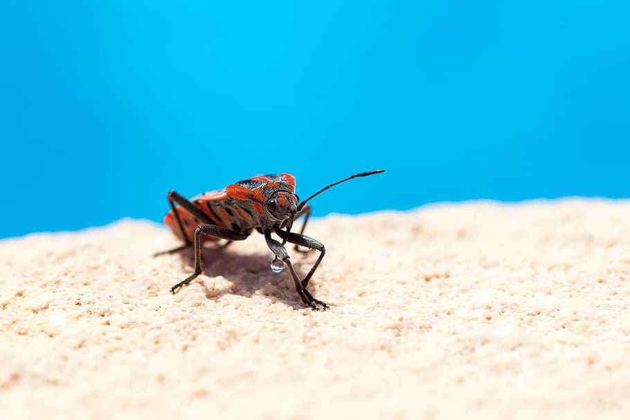 Red & Black Squash Bug (Cinnamon Bug), orange and black insect on beige panel HD wallpaper