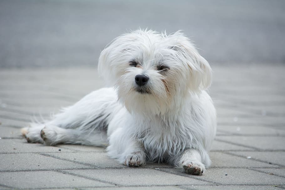adult white Maltese lying on floor, dog, small, small dog, out