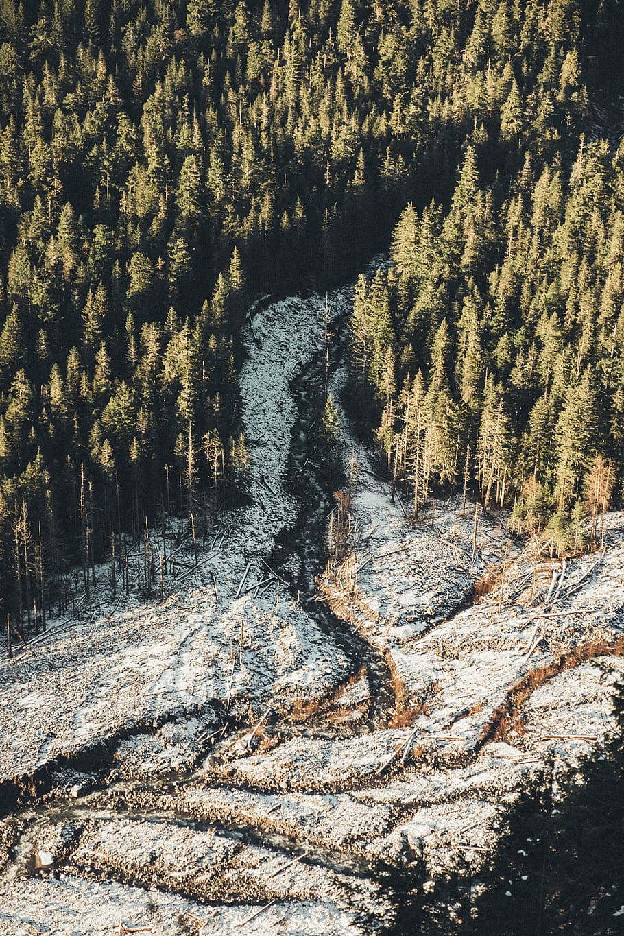nature, forests, trees, pine, road, path, snow, soil, rocks HD wallpaper