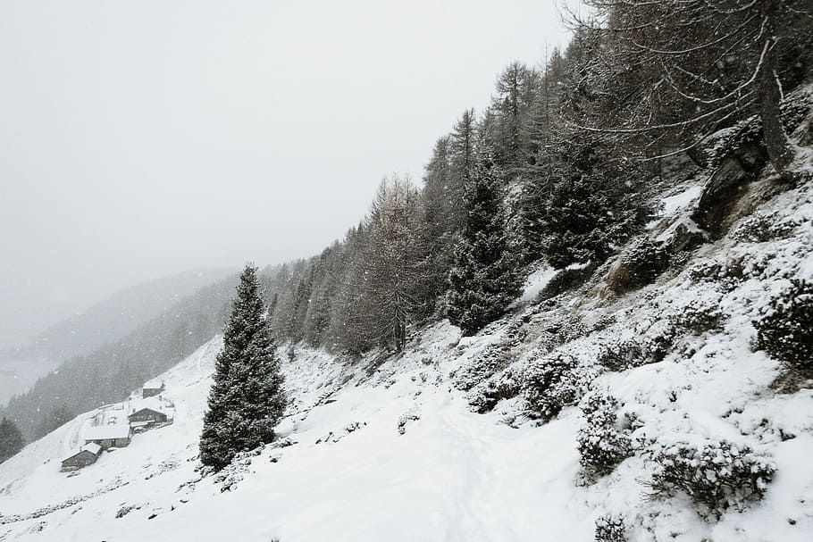 pine trees on snow, mountain, woodland, forest, winter, cold temperature HD wallpaper