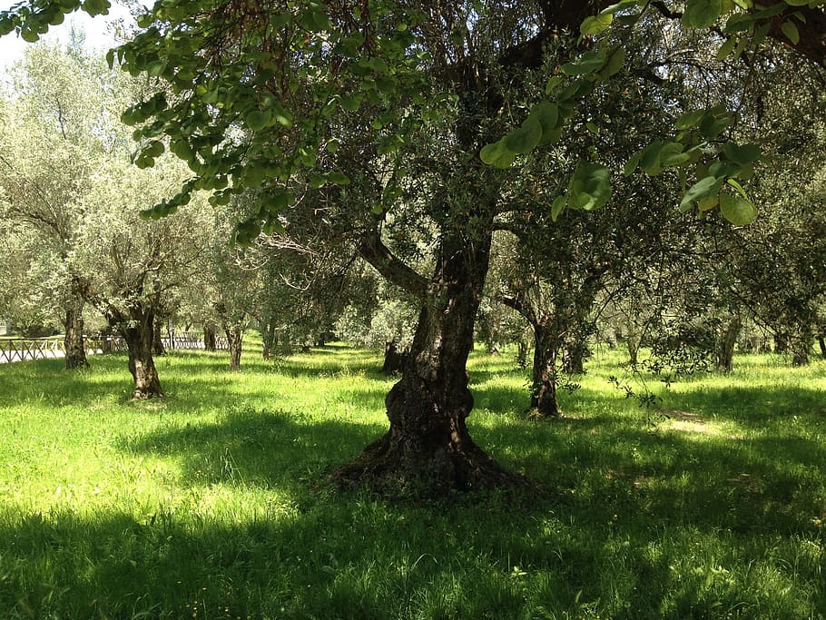 olive trees, summer, nature, sun, south, plant, grass, growth HD wallpaper