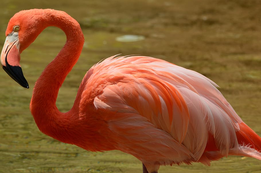 HD wallpaper: red Flamingo, pink, wildlife, exotic, nature, animal, bird,  color | Wallpaper Flare