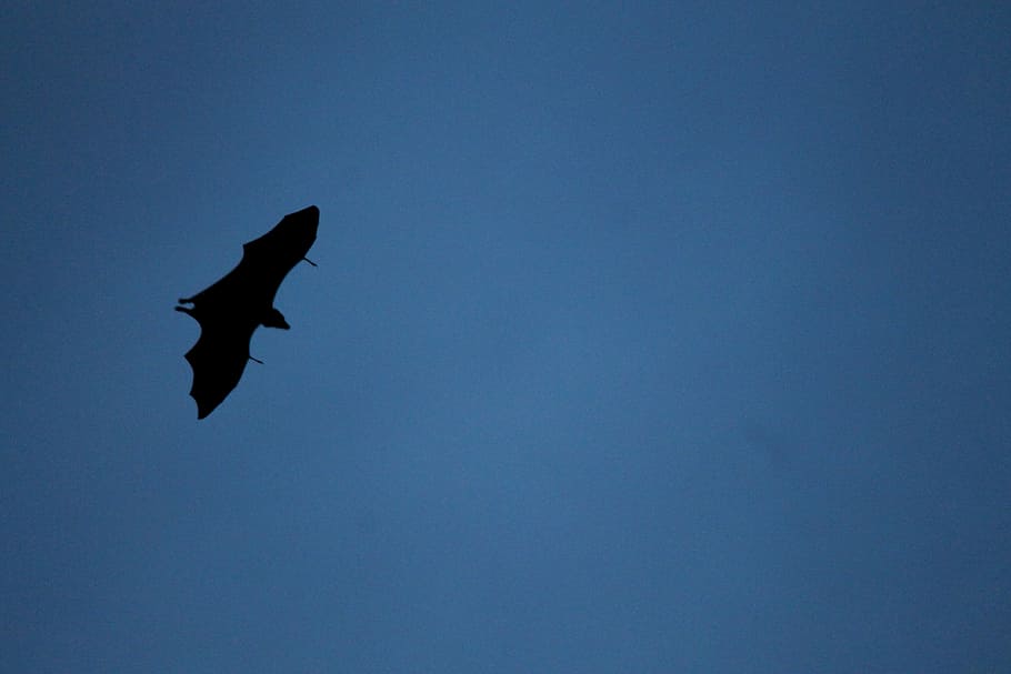 Bat, Fly, Migrating, Flying, Wildlife, high fly, blue sky, gampola HD wallpaper