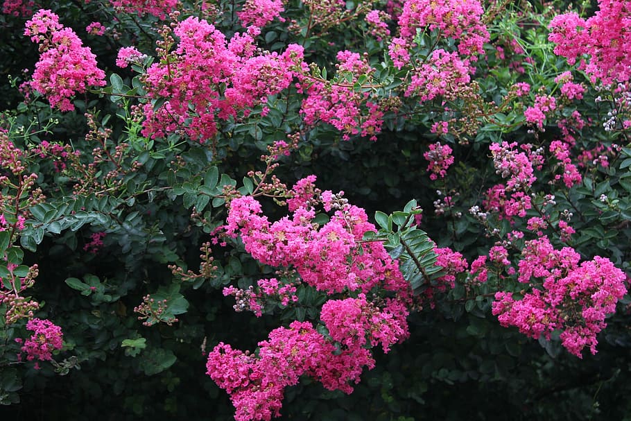 HD wallpaper: winter jasmine, flowers, garden, plant, growth, pink color |  Wallpaper Flare