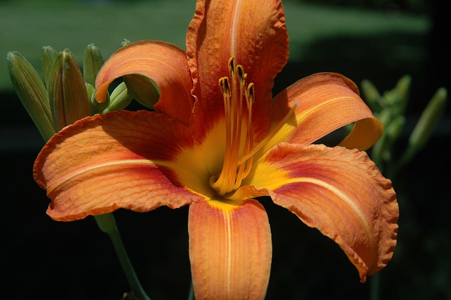 flower, plant, spring, nature, garden, summer, spring flower HD wallpaper