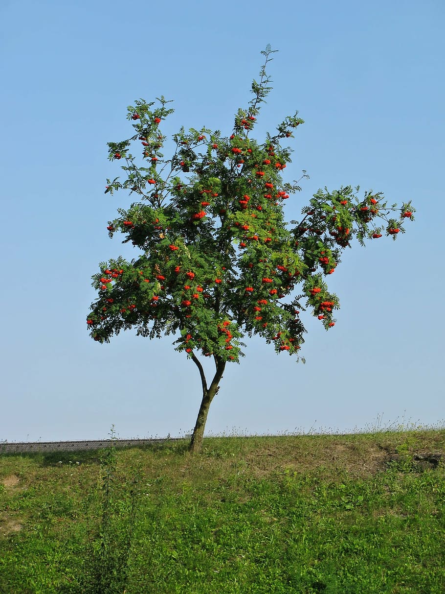 tree, rowan, nature, summer, colors, blue sky, plant, growth, HD wallpaper