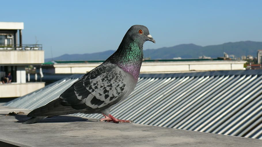 Sofia, Nature, Birds, Pigeon, Roof, day, animal themes, one animal HD wallpaper