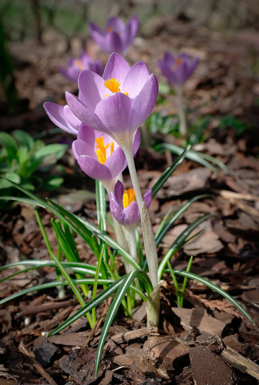 crocus, flower, spring, nature, flowering plant, freshness HD wallpaper