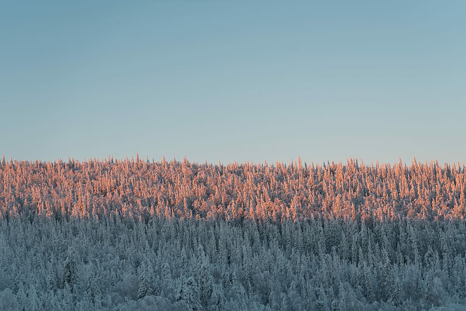landscape shot of trees during daytime, gray forest under clear sky HD wallpaper