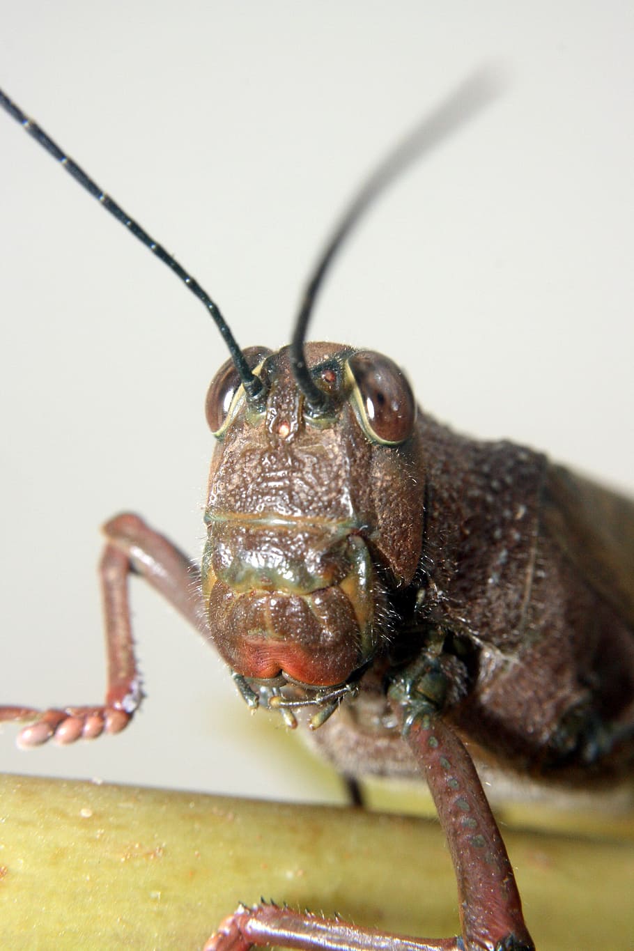 lobster, grasshopper, macro, insect, invertebrate, animal themes HD wallpaper