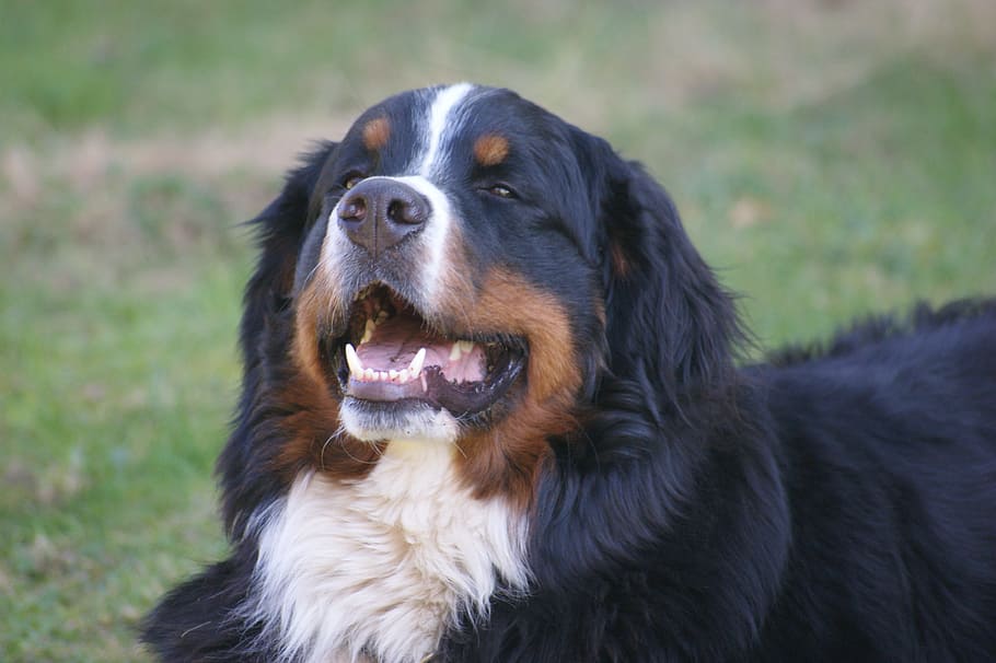Dog, Black, White, pets, animal, canine, bernese Mountain Dog HD wallpaper