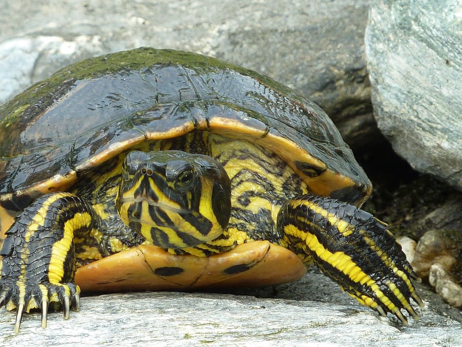 turtle, szarupajzs, claw, reptile, animal, tortoise, nature HD wallpaper